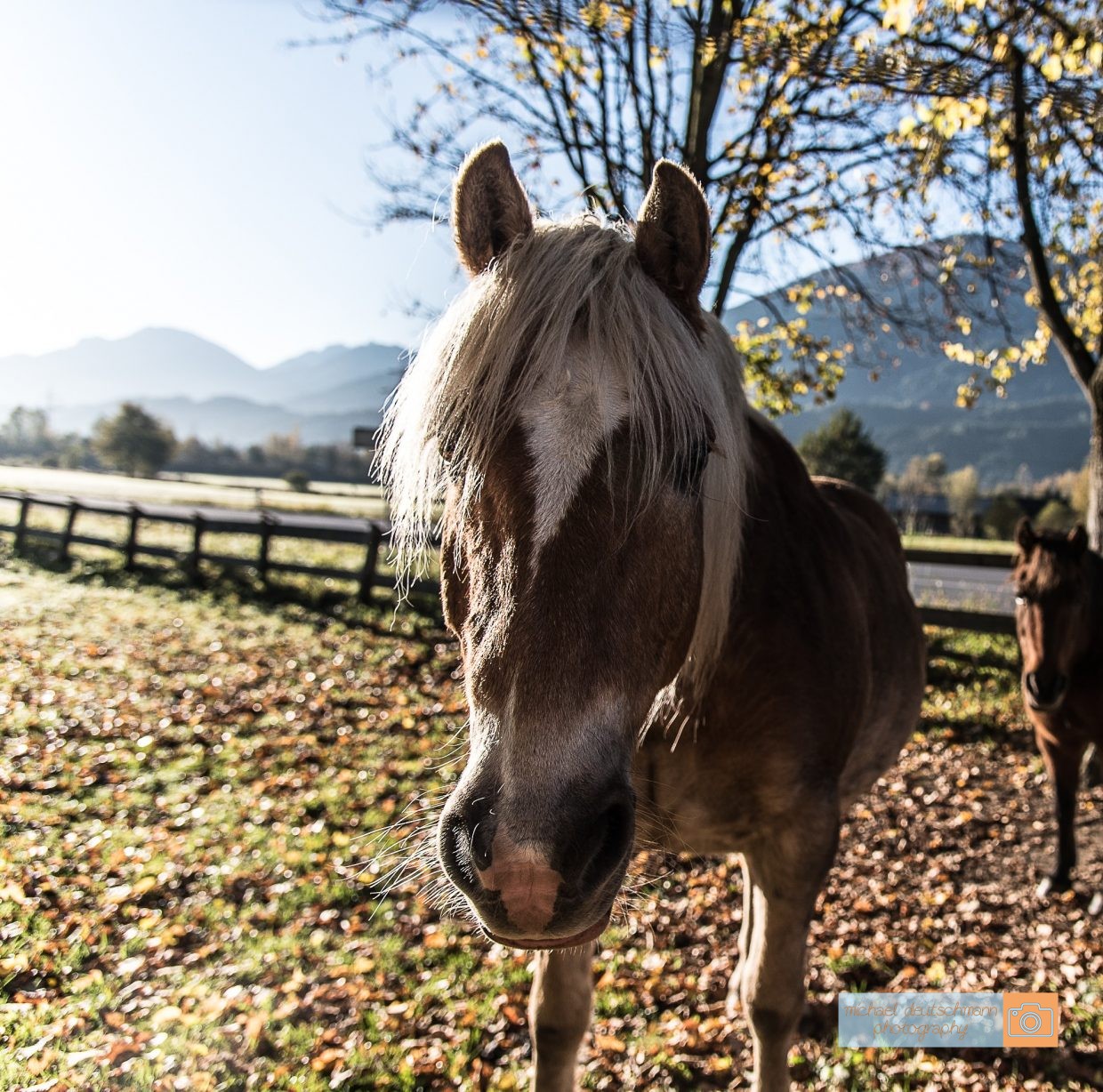 Pferd Horse Tirol Herbst autumn - Michael Deutschmann, Akad. Mentalcoach - Photography - Mentalcoaching Hypnose Seminare - Mental Austria