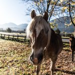 Pferd Horse Tirol Herbst autumn - Michael Deutschmann, Akad. Mentalcoach - Photography - Mentalcoaching Hypnose Seminare - Mental Austria