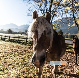 Pferd Horse Tirol Herbst autumn - Michael Deutschmann, Akad. Mentalcoach - Photography - Mentalcoaching Hypnose Seminare - Mental Austria