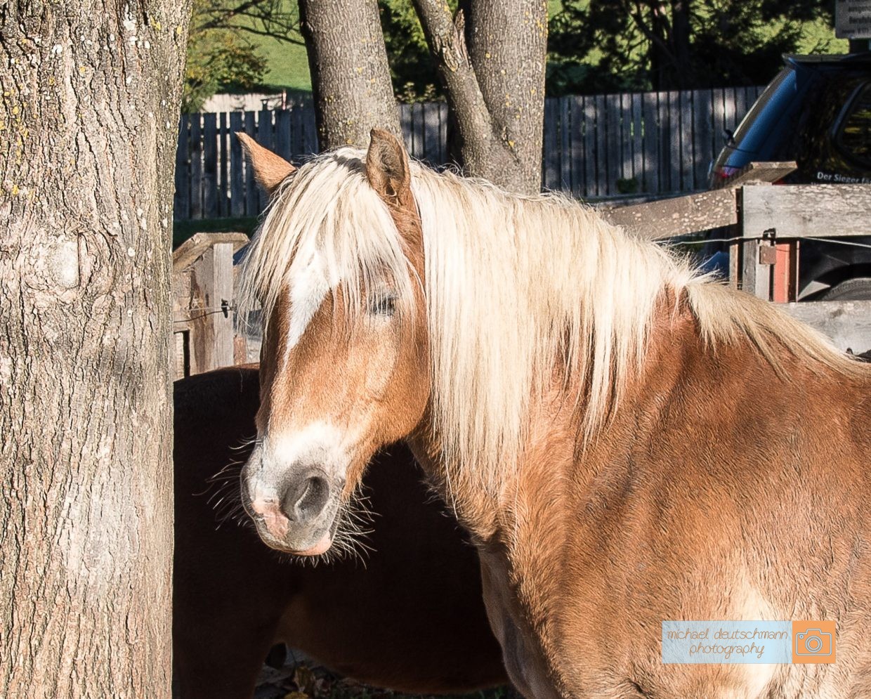 Pferd Horse Tirol Herbst autumn - Michael Deutschmann, Akad. Mentalcoach - Photography - Mentalcoaching Hypnose Seminare - Mental Austria