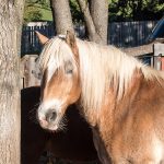 Pferd Horse Tirol Herbst autumn - Michael Deutschmann, Akad. Mentalcoach - Photography - Mentalcoaching Hypnose Seminare - Mental Austria