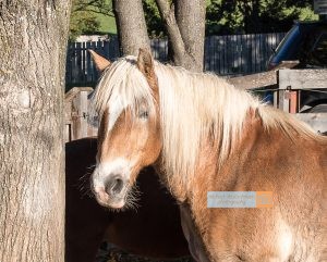 Pferd Horse Tirol Herbst autumn - Michael Deutschmann, Akad. Mentalcoach - Photography - Mentalcoaching Hypnose Seminare - Mental Austria