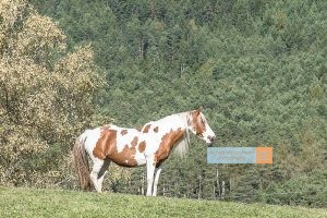 Pferd Horse Mieminger Plateau Mountains Tirol Herbst autumn - Michael Deutschmann, Akad. Mentalcoach - Photography - Mentalcoaching Hypnose Seminare - Mental Austria