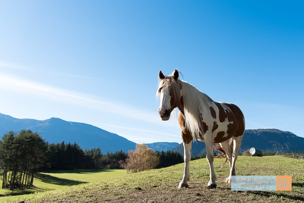 Pferd Horse Mieminger Plateau Mountains Tirol Herbst autumn - Michael Deutschmann, Akad. Mentalcoach - Photography - Mentalcoaching Hypnose Seminare - Mental Austria
