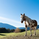 Pferd Horse Mieminger Plateau Mountains Tirol Herbst autumn - Michael Deutschmann, Akad. Mentalcoach - Photography - Mentalcoaching Hypnose Seminare - Mental Austria