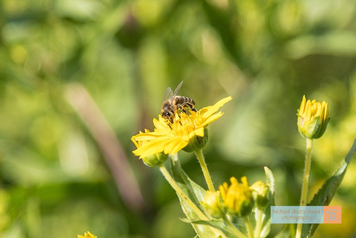 Biene Bee Blume flower Herbst autumn - Michael Deutschmann, Akad. Mentalcoach - Photography - Mentalcoaching Hypnose Seminare - Mental Austria