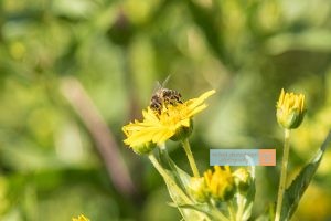 Biene Bee Blume flower Herbst autumn - Michael Deutschmann, Akad. Mentalcoach - Photography - Mentalcoaching Hypnose Seminare - Mental Austria