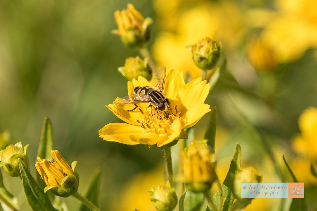 Biene Bee Blume flower Herbst autumn - Michael Deutschmann, Akad. Mentalcoach - Photography - Mentalcoaching Hypnose Seminare - Mental Austria