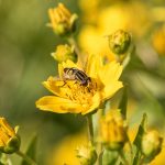 Biene Bee Blume flower Herbst autumn - Michael Deutschmann, Akad. Mentalcoach - Photography - Mentalcoaching Hypnose Seminare - Mental Austria