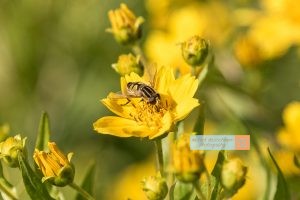 Biene Bee Blume flower Herbst autumn - Michael Deutschmann, Akad. Mentalcoach - Photography - Mentalcoaching Hypnose Seminare - Mental Austria