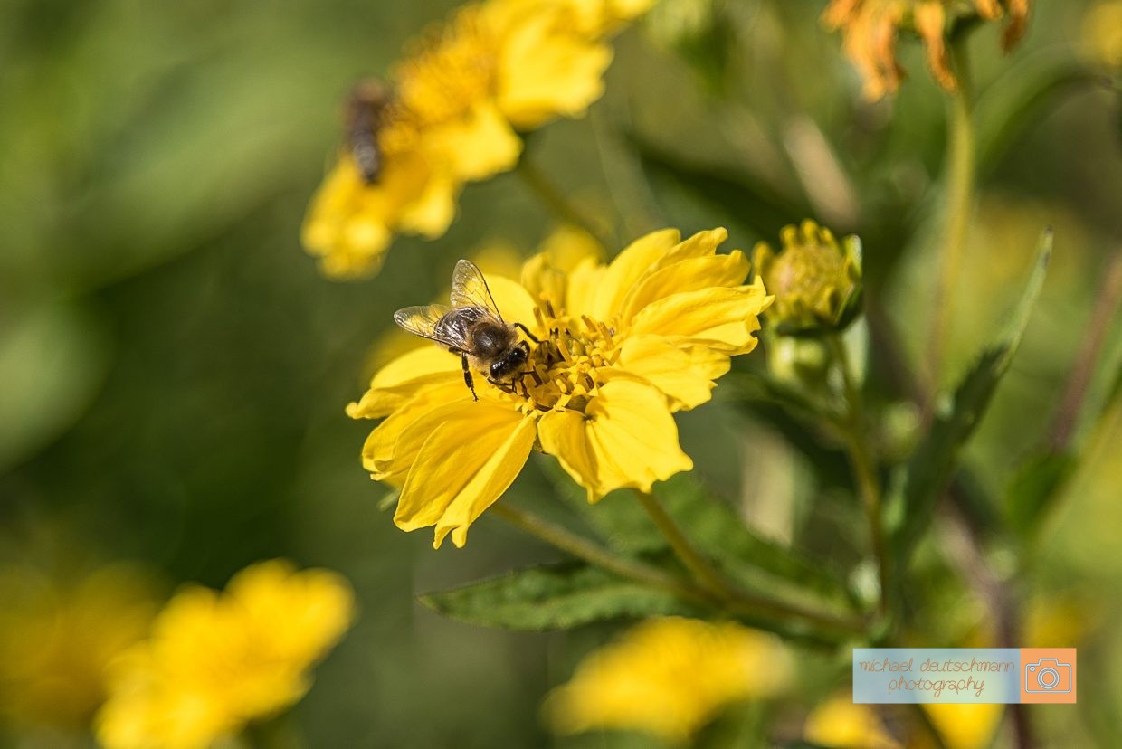 Biene Bee Blume flower Herbst autumn - Michael Deutschmann, Akad. Mentalcoach - Photography - Mentalcoaching Hypnose Seminare - Mental Austria