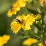 Biene Bee Blume flower Herbst autumn - Michael Deutschmann, Akad. Mentalcoach - Photography - Mentalcoaching Hypnose Seminare - Mental Austria