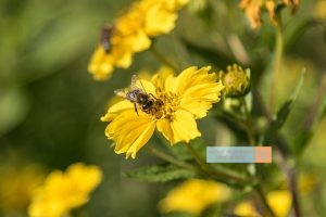 Biene Bee Blume flower Herbst autumn - Michael Deutschmann, Akad. Mentalcoach - Photography - Mentalcoaching Hypnose Seminare - Mental Austria