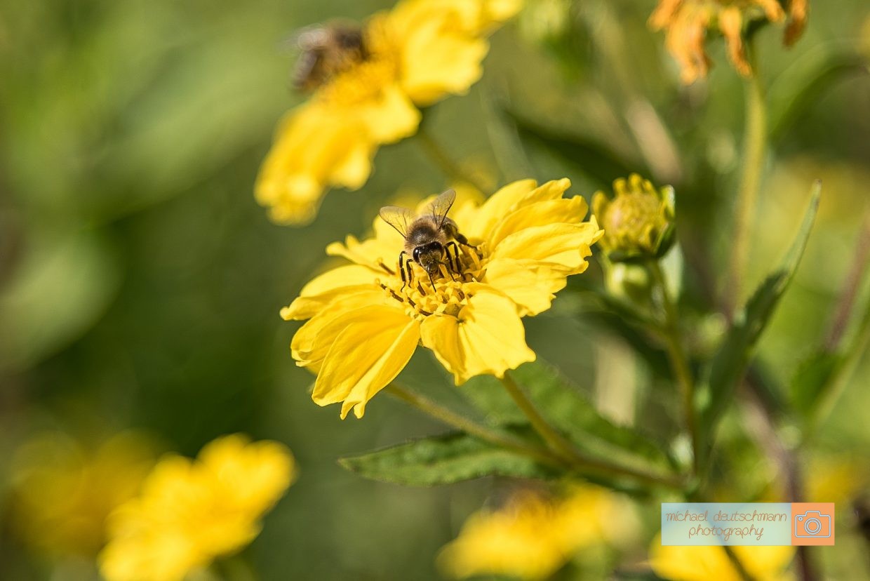 Biene Bee Blume flower Herbst autumn - Michael Deutschmann, Akad. Mentalcoach - Photography - Mentalcoaching Hypnose Seminare - Mental Austria