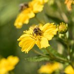 Biene Bee Blume flower Herbst autumn - Michael Deutschmann, Akad. Mentalcoach - Photography - Mentalcoaching Hypnose Seminare - Mental Austria