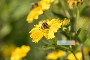 Biene Bee Blume flower Herbst autumn - Michael Deutschmann, Akad. Mentalcoach - Photography - Mentalcoaching Hypnose Seminare - Mental Austria