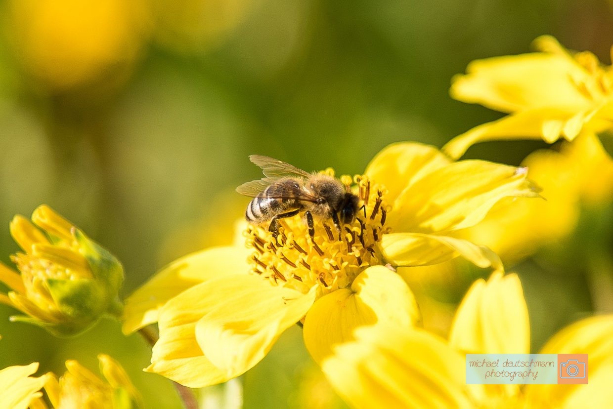 Biene Bee Blume flower Herbst autumn - Michael Deutschmann, Akad. Mentalcoach - Photography - Mentalcoaching Hypnose Seminare - Mental Austria