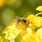 Biene Bee Blume flower Herbst autumn - Michael Deutschmann, Akad. Mentalcoach - Photography - Mentalcoaching Hypnose Seminare - Mental Austria
