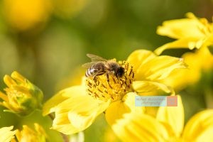 Biene Bee Blume flower Herbst autumn - Michael Deutschmann, Akad. Mentalcoach - Photography - Mentalcoaching Hypnose Seminare - Mental Austria