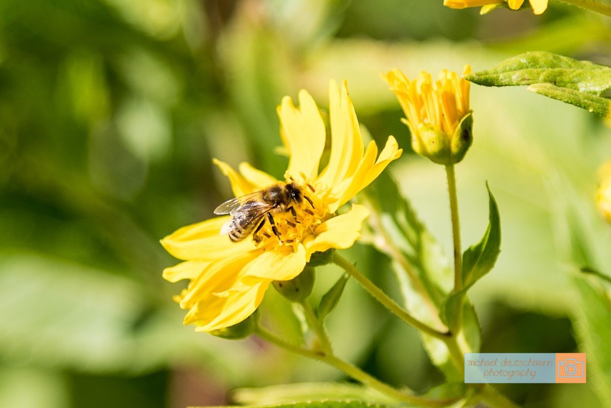 Biene Bee Blume flower Herbst autumn - Michael Deutschmann, Akad. Mentalcoach - Photography - Mentalcoaching Hypnose Seminare - Mental Austria