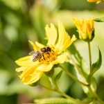Biene Bee Blume flower Herbst autumn - Michael Deutschmann, Akad. Mentalcoach - Photography - Mentalcoaching Hypnose Seminare - Mental Austria