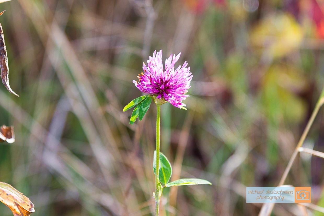 Blume Flower Herbst autumn - Michael Deutschmann, Akad. Mentalcoach - Photography - Mentalcoaching Hypnose Seminare - Mental Austria