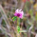 Blume Flower Herbst autumn - Michael Deutschmann, Akad. Mentalcoach - Photography - Mentalcoaching Hypnose Seminare - Mental Austria