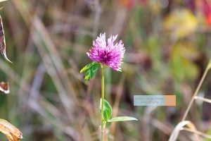 Blume Flower Herbst autumn - Michael Deutschmann, Akad. Mentalcoach - Photography - Mentalcoaching Hypnose Seminare - Mental Austria