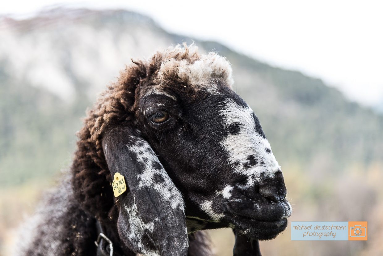 Schaf Sheep Herbst autumn - Michael Deutschmann, Akad. Mentalcoach - Photography - Mentalcoaching Hypnose Seminare - Mental Austria
