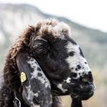 Schaf Sheep Herbst autumn - Michael Deutschmann, Akad. Mentalcoach - Photography - Mentalcoaching Hypnose Seminare - Mental Austria