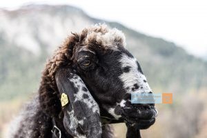 Schaf Sheep Herbst autumn - Michael Deutschmann, Akad. Mentalcoach - Photography - Mentalcoaching Hypnose Seminare - Mental Austria