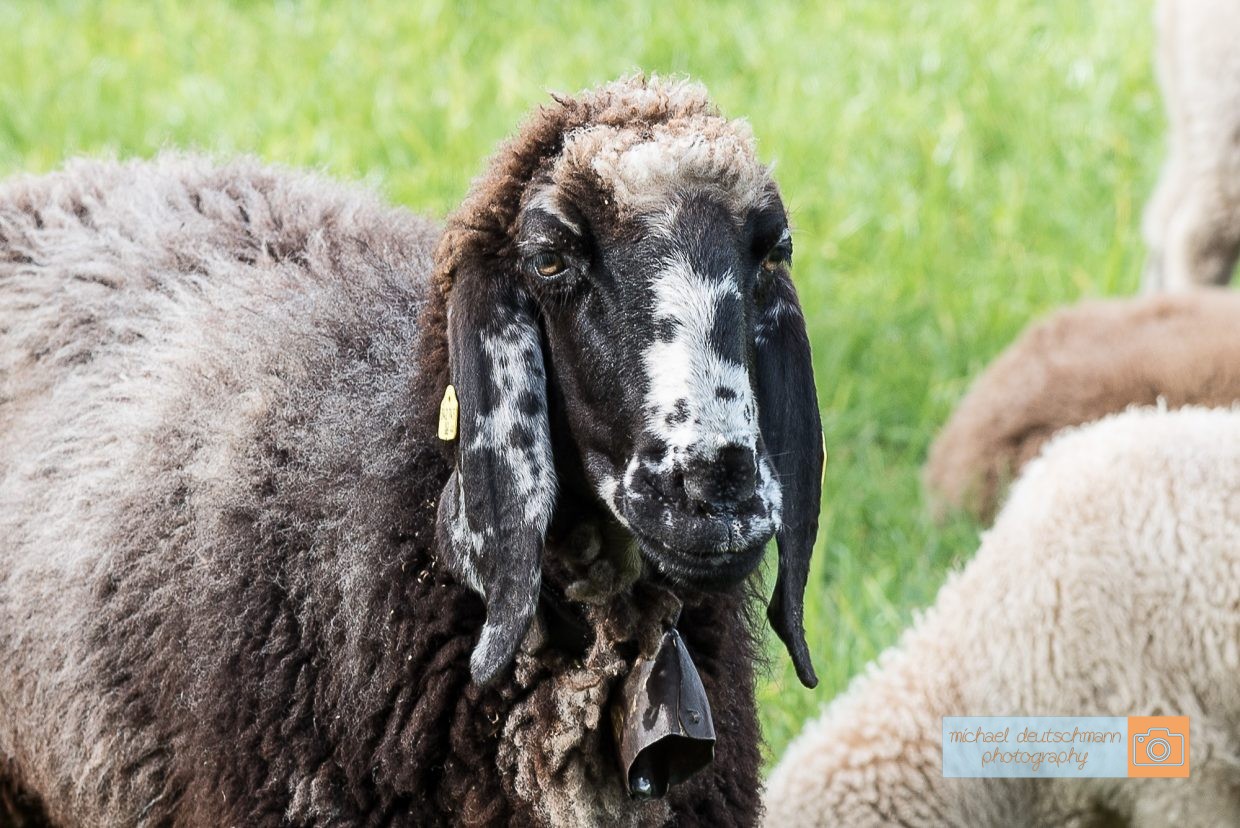 Schaf Sheep Herbst autumn - Michael Deutschmann, Akad. Mentalcoach - Photography - Mentalcoaching Hypnose Seminare - Mental Austria
