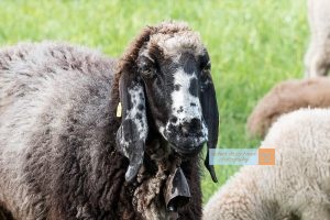 Schaf Sheep Herbst autumn - Michael Deutschmann, Akad. Mentalcoach - Photography - Mentalcoaching Hypnose Seminare - Mental Austria