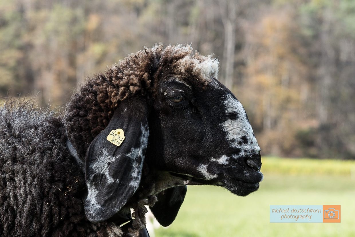 Schaf Sheep Herbst autumn - Michael Deutschmann, Akad. Mentalcoach - Photography - Mentalcoaching Hypnose Seminare - Mental Austria