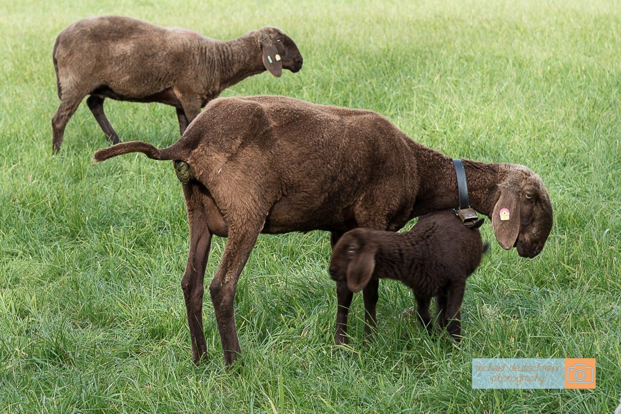 Schaf Sheep Herbst autumn - Michael Deutschmann, Akad. Mentalcoach - Photography - Mentalcoaching Hypnose Seminare - Mental Austria
