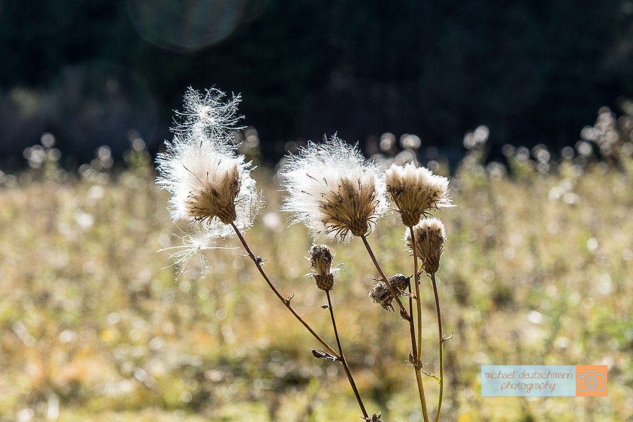 Obernberger See Blume Flower Distel Tirol Herbst autumn - Michael Deutschmann, Akad. Mentalcoach - Photography - Mentalcoaching Hypnose Seminare - Mental Austria