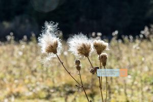 Obernberger See Blume Flower Distel Tirol Herbst autumn - Michael Deutschmann, Akad. Mentalcoach - Photography - Mentalcoaching Hypnose Seminare - Mental Austria