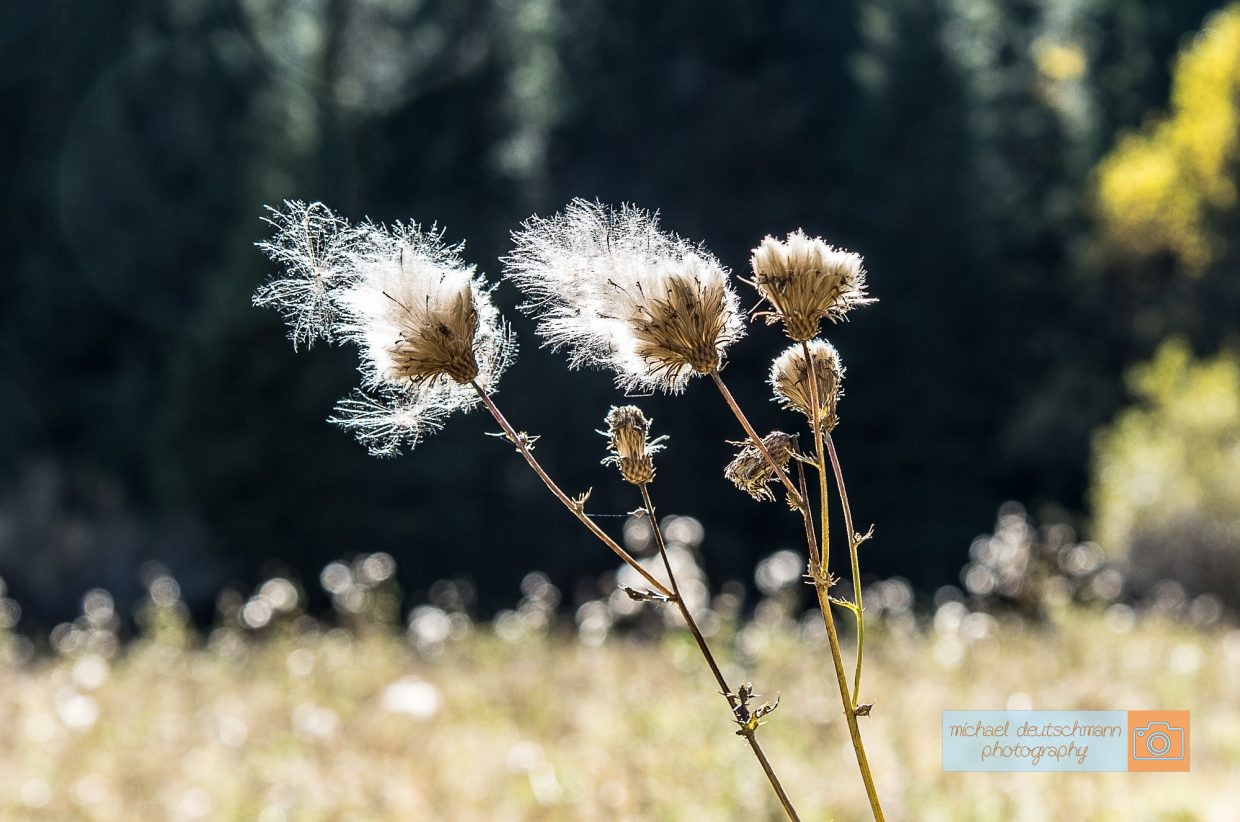 Obernberger See Blume Flower Distel Tirol Herbst autumn - Michael Deutschmann, Akad. Mentalcoach - Photography - Mentalcoaching Hypnose Seminare - Mental Austria