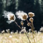 Obernberger See Blume Flower Distel Tirol Herbst autumn - Michael Deutschmann, Akad. Mentalcoach - Photography - Mentalcoaching Hypnose Seminare - Mental Austria