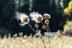 Obernberger See Blume Flower Distel Tirol Herbst autumn - Michael Deutschmann, Akad. Mentalcoach - Photography - Mentalcoaching Hypnose Seminare - Mental Austria