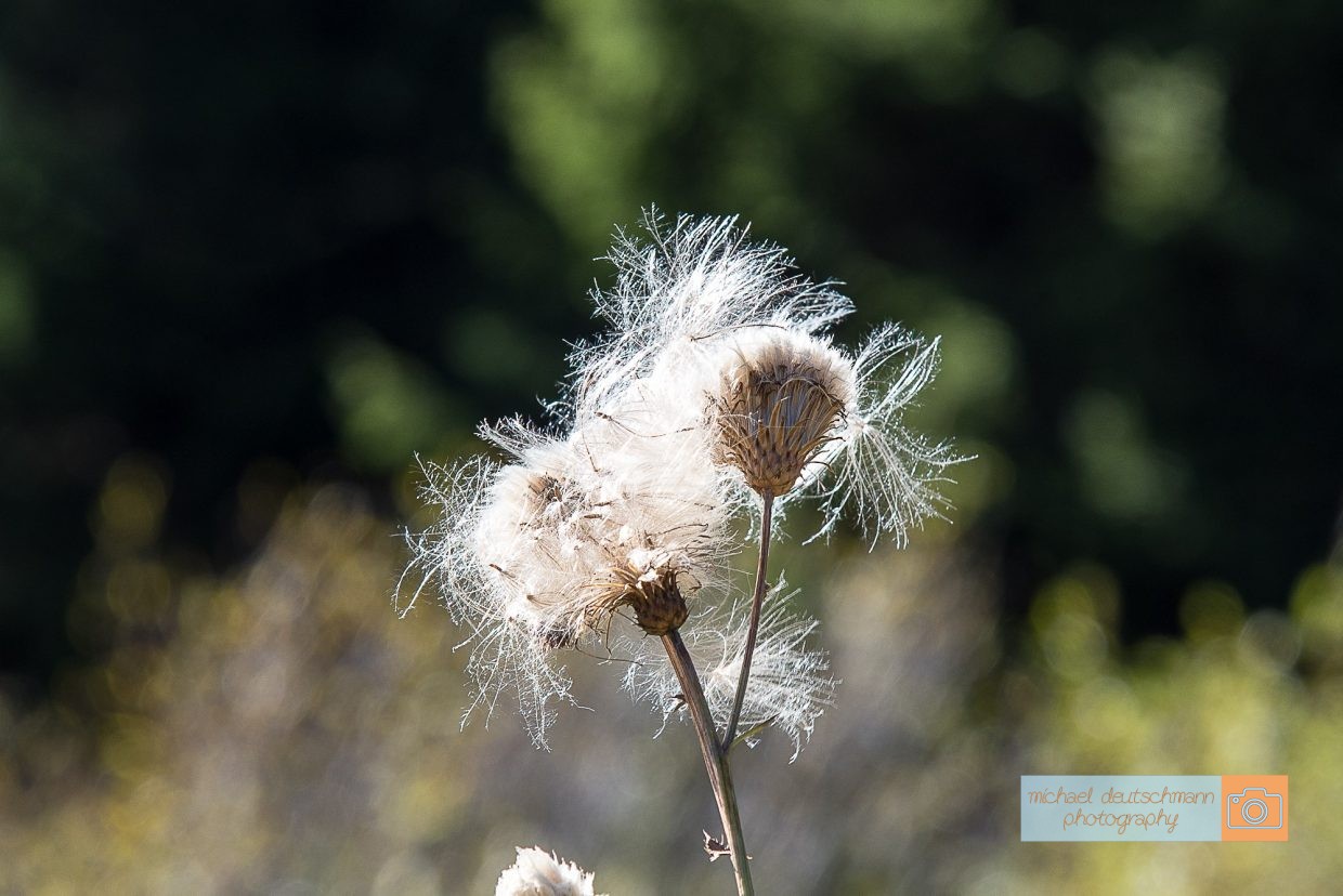 Obernberger See Blume Flower Distel Tirol Herbst autumn - Michael Deutschmann, Akad. Mentalcoach - Photography - Mentalcoaching Hypnose Seminare - Mental Austria