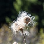 Obernberger See Blume Flower Distel Tirol Herbst autumn - Michael Deutschmann, Akad. Mentalcoach - Photography - Mentalcoaching Hypnose Seminare - Mental Austria