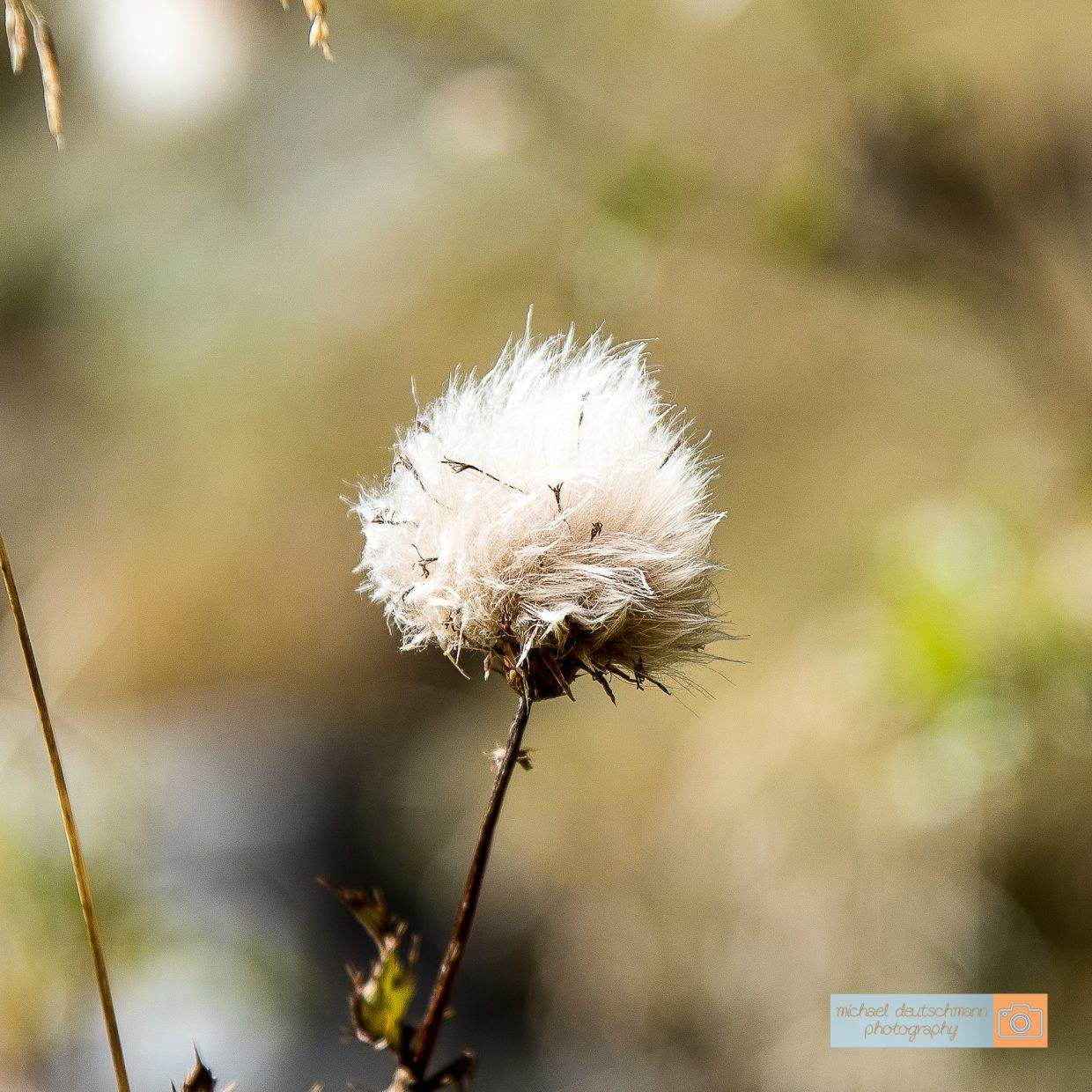 Obernberger See Blume Flower Distel Tirol Herbst autumn - Michael Deutschmann, Akad. Mentalcoach - Photography - Mentalcoaching Hypnose Seminare - Mental Austria