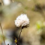 Obernberger See Blume Flower Distel Tirol Herbst autumn - Michael Deutschmann, Akad. Mentalcoach - Photography - Mentalcoaching Hypnose Seminare - Mental Austria