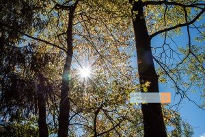 Herbstsonne bunte Blätter goldener Herbst Ötztal - Michael Deutschmann, Akad. Mentalcoach - Photography - Mentalcoaching Hypnose Seminare - Mental Austria